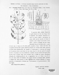 Pseudocercospora cavarae image